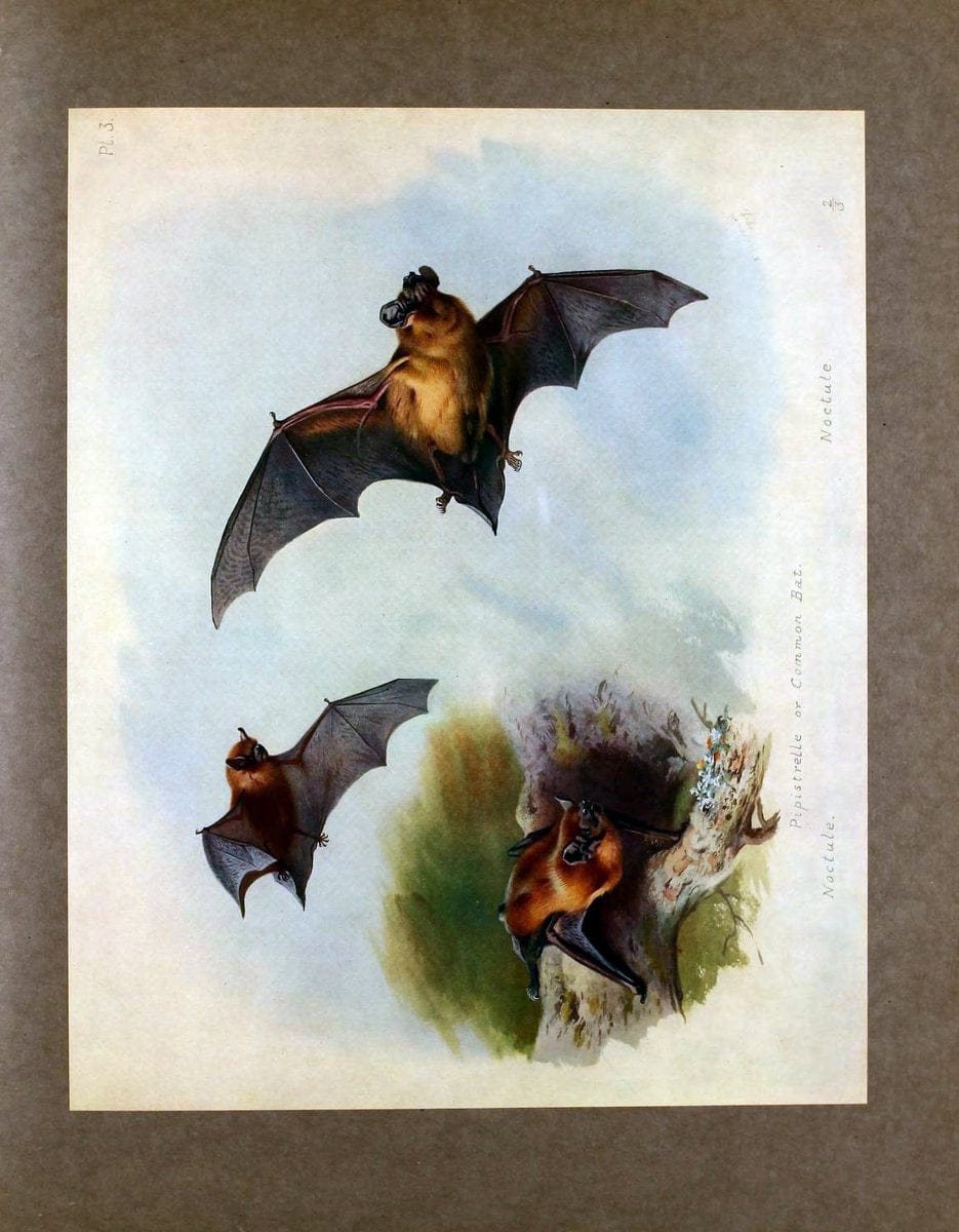 British mammals /.London, ;Longmans, Green,1920-21.  | "Great Britain" Mammals "Mammals in art"  | Vintage Print Reproduction 464352