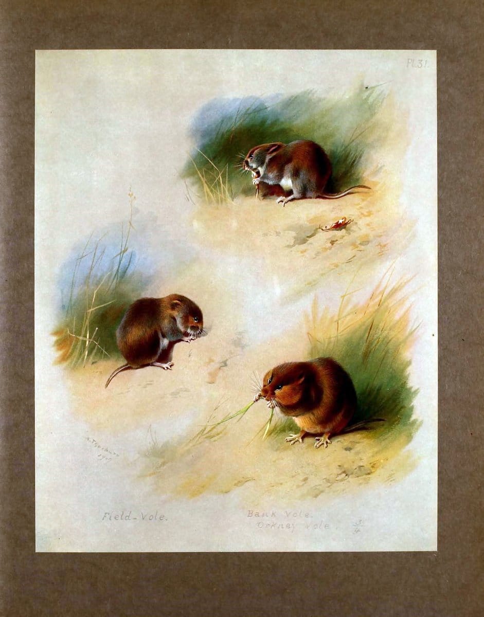 British mammals /.London, ;Longmans, Green,1920-21.  | "Great Britain" Mammals "Mammals in art"  | Vintage Print Reproduction 464354