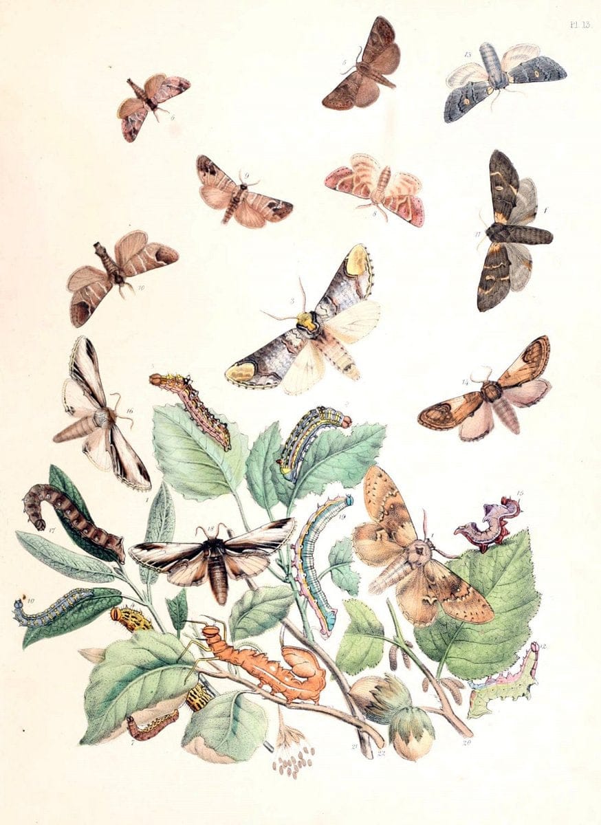 British moths and their transformations. London :W. Smith,1843-45.  | "Great Britain" Moths "University of Illinois Urbana Champaign" | Vintage Print Reproduction 464358