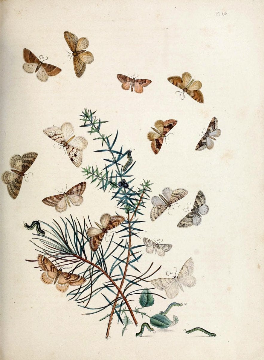 British moths and their transformations. London :W. Smith,1843-45.  | "Great Britain" Moths "University of Illinois Urbana Champaign" | Vintage Print Reproduction 464359