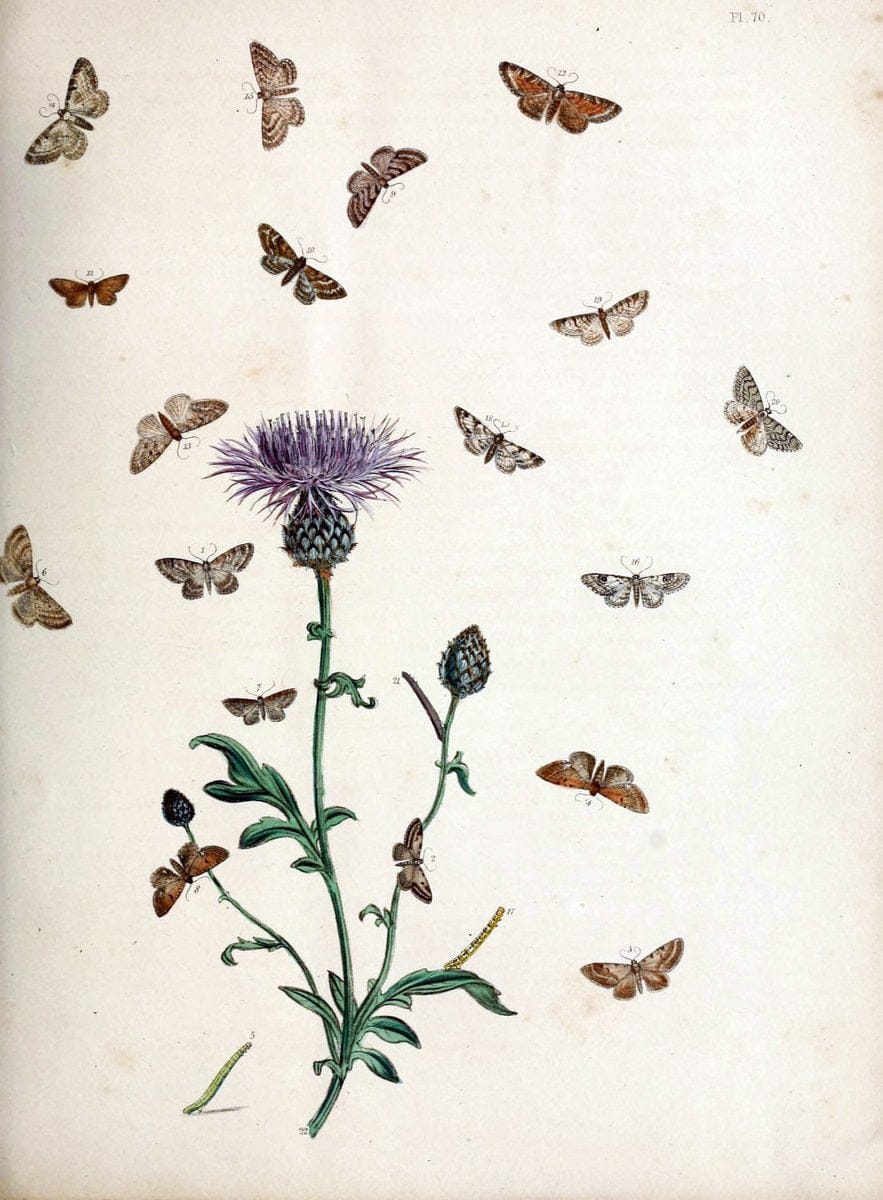 British moths and their transformations. London :W. Smith,1843-45.  | "Great Britain" Moths "University of Illinois Urbana Champaign" | Vintage Print Reproduction 464362
