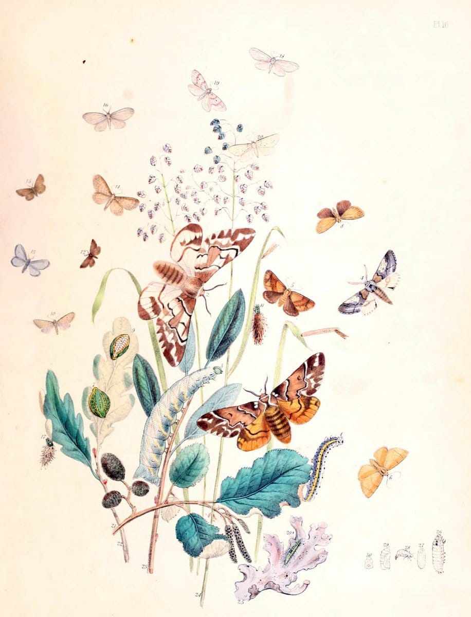 British moths and their transformations. London :W. Smith,1843-45.  | "Great Britain" Moths "University of Illinois Urbana Champaign" | Vintage Print Reproduction 464365