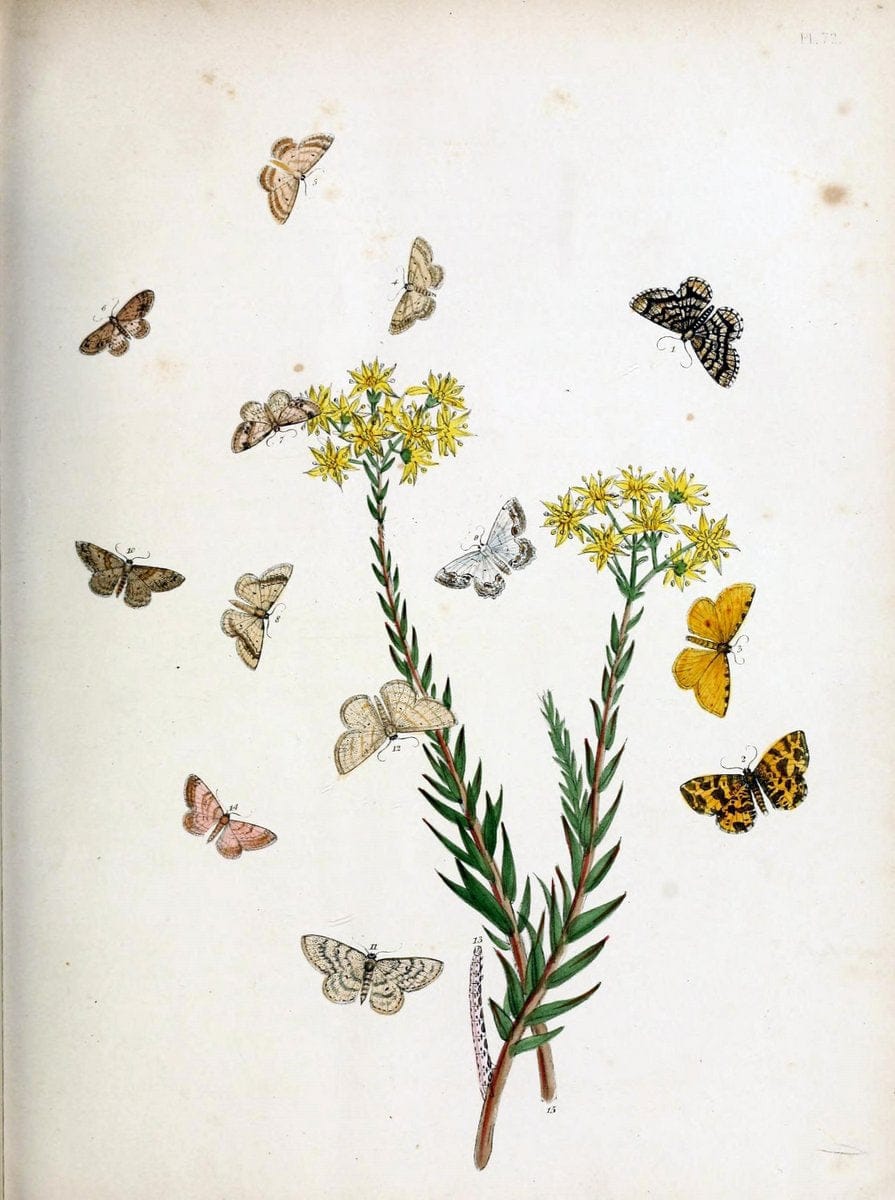 British moths and their transformations. London :W. Smith,1843-45.  | "Great Britain" Moths "University of Illinois Urbana Champaign" | Vintage Print Reproduction 464366