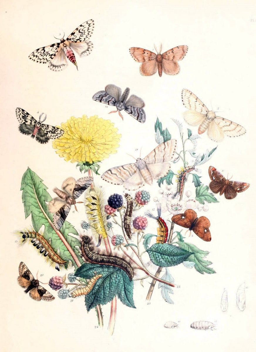 British moths and their transformations. London :W. Smith,1843-45.  | "Great Britain" Moths "University of Illinois Urbana Champaign" | Vintage Print Reproduction 464367