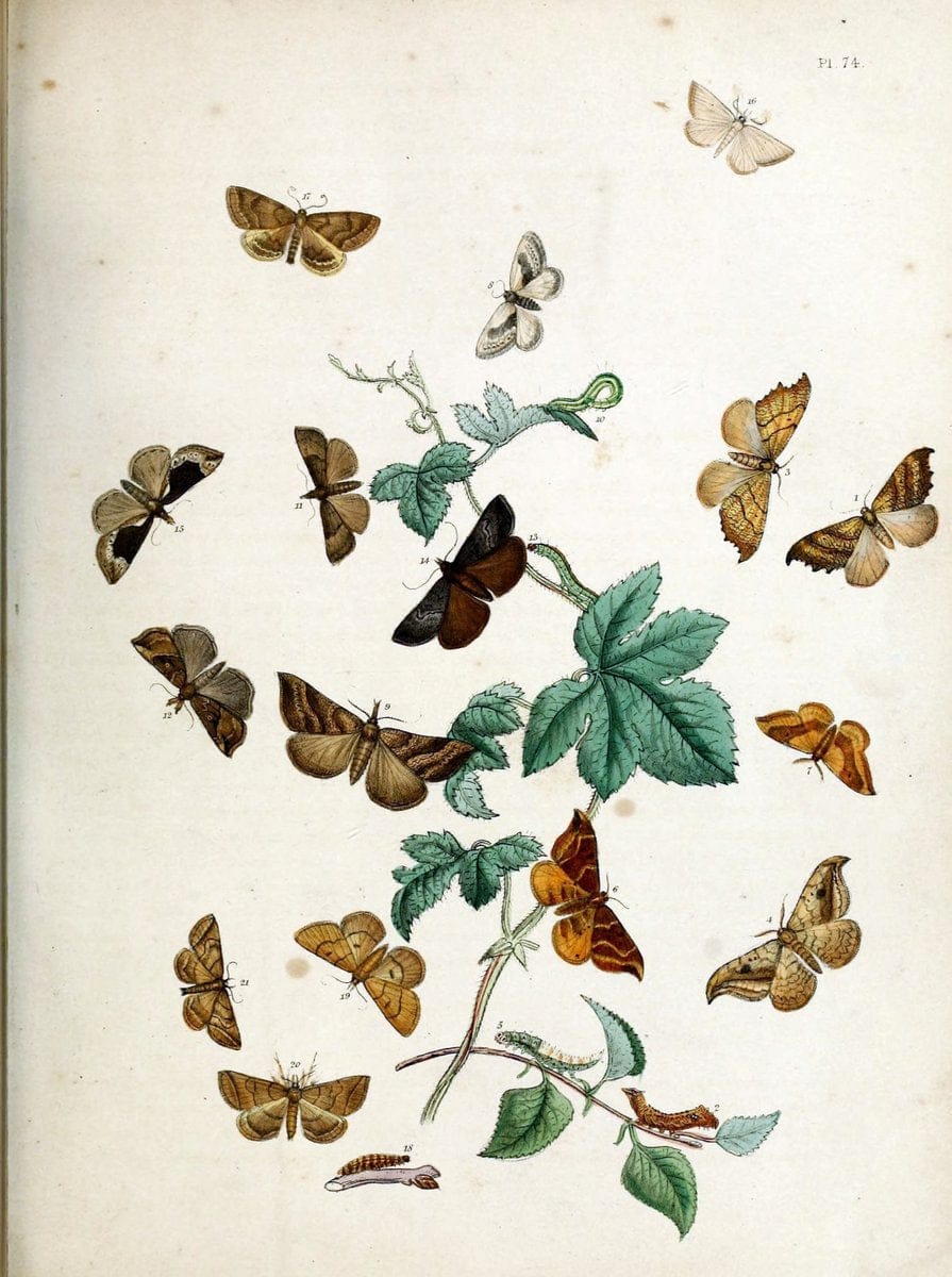 British moths and their transformations. London :W. Smith,1843-45.  | "Great Britain" Moths "University of Illinois Urbana Champaign" | Vintage Print Reproduction 464370