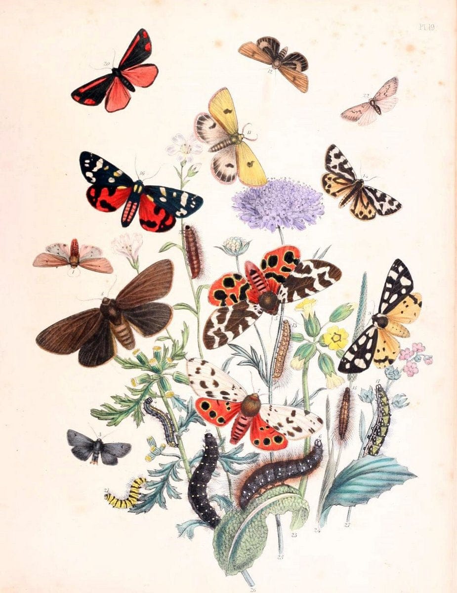 British moths and their transformations. London :W. Smith,1843-45.  | "Great Britain" Moths "University of Illinois Urbana Champaign" | Vintage Print Reproduction 464371