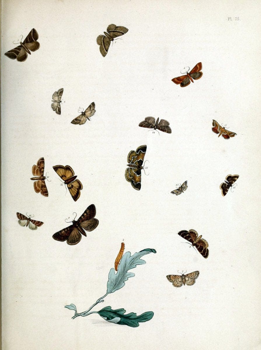 British moths and their transformations. London :W. Smith,1843-45.  | "Great Britain" Moths "University of Illinois Urbana Champaign" | Vintage Print Reproduction 464372