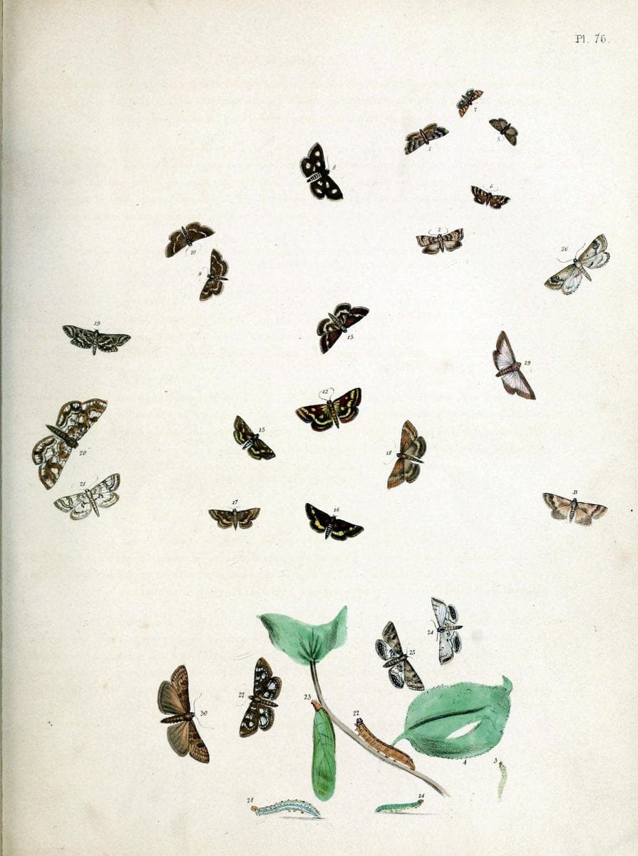 British moths and their transformations. London :W. Smith,1843-45.  | "Great Britain" Moths "University of Illinois Urbana Champaign" | Vintage Print Reproduction 464374