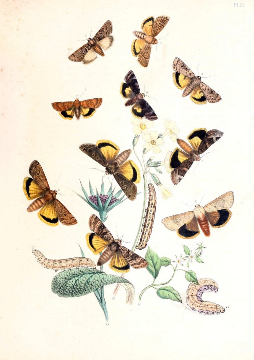 British moths and their transformations. London :W. Smith,1843-45.  | "Great Britain" Moths "University of Illinois Urbana Champaign" | Vintage Print Reproduction 464375