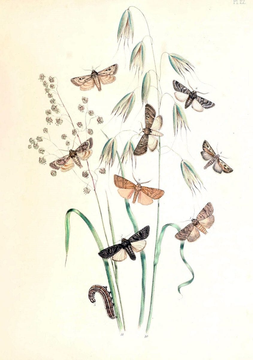 British moths and their transformations. London :W. Smith,1843-45.  | "Great Britain" Moths "University of Illinois Urbana Champaign" | Vintage Print Reproduction 464377
