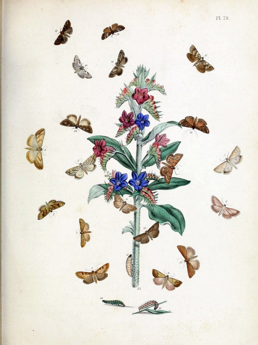 British moths and their transformations. London :W. Smith,1843-45.  | "Great Britain" Moths "University of Illinois Urbana Champaign" | Vintage Print Reproduction 464378