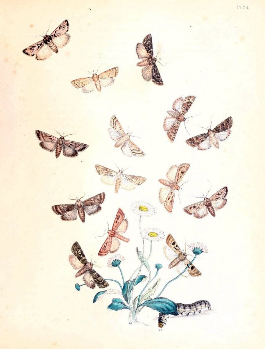 British moths and their transformations. London :W. Smith,1843-45.  | "Great Britain" Moths "University of Illinois Urbana Champaign" | Vintage Print Reproduction 464381