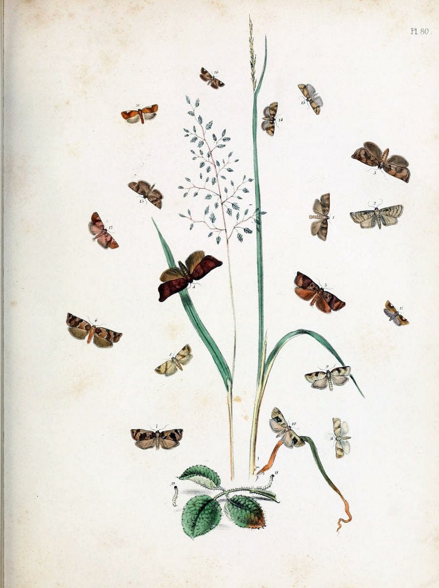 British moths and their transformations. London :W. Smith,1843-45.  | "Great Britain" Moths "University of Illinois Urbana Champaign" | Vintage Print Reproduction 464382