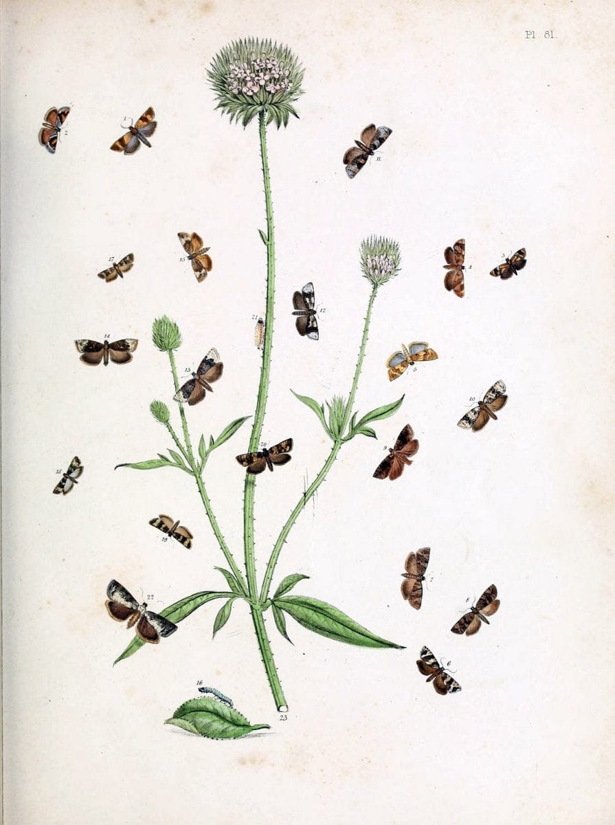 British moths and their transformations. London :W. Smith,1843-45.  | "Great Britain" Moths "University of Illinois Urbana Champaign" | Vintage Print Reproduction 464384