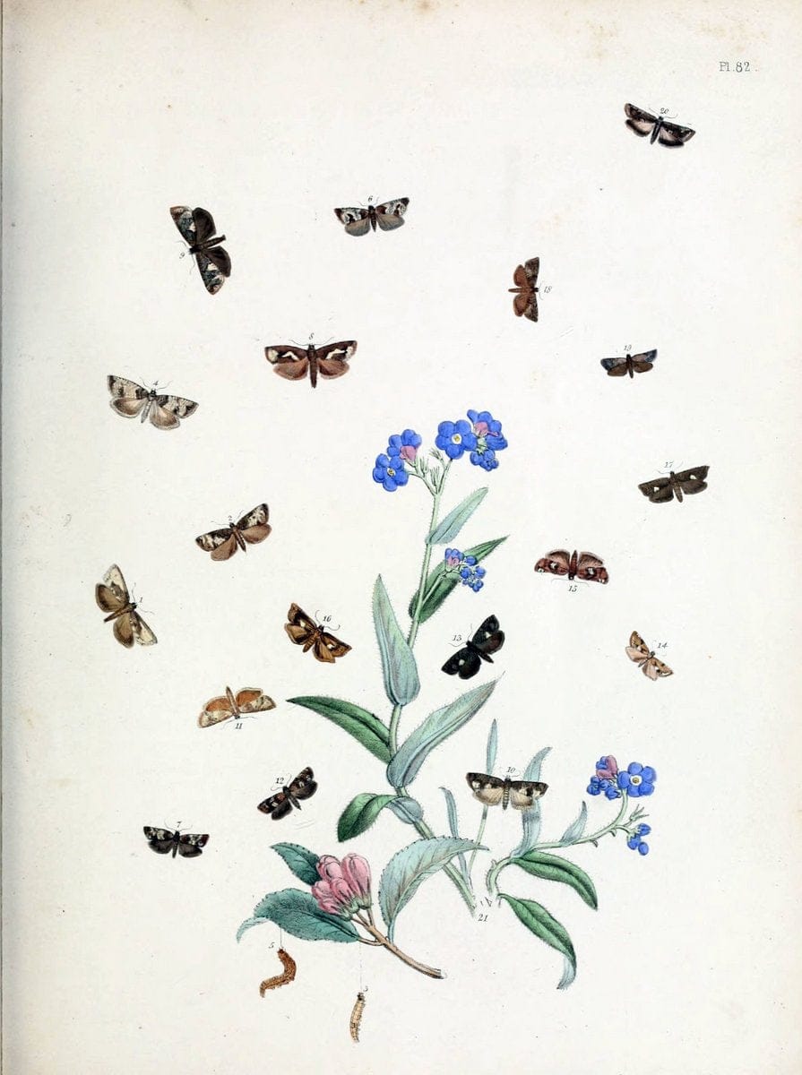 British moths and their transformations. London :W. Smith,1843-45.  | "Great Britain" Moths "University of Illinois Urbana Champaign" | Vintage Print Reproduction 464386