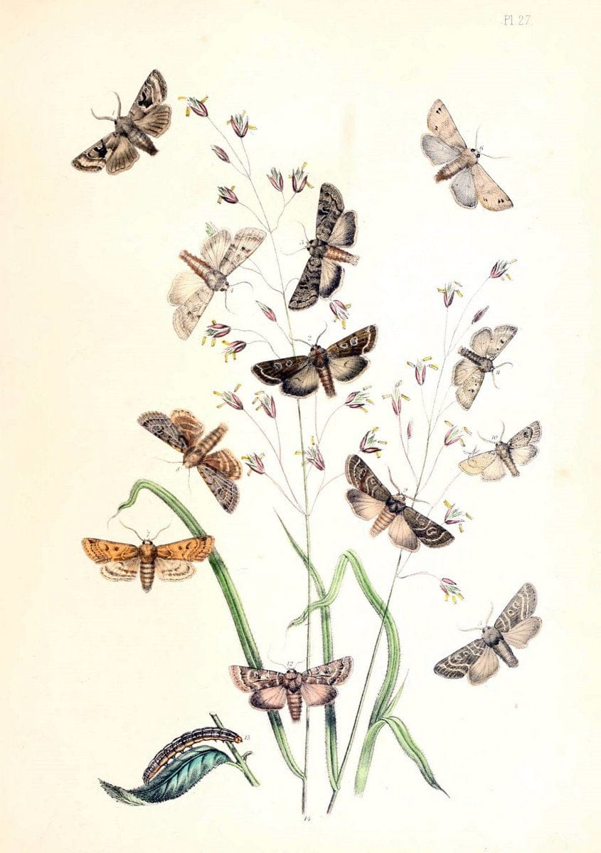British moths and their transformations. London :W. Smith,1843-45.  | "Great Britain" Moths "University of Illinois Urbana Champaign" | Vintage Print Reproduction 464387