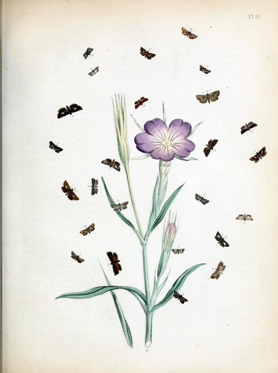 British moths and their transformations. London :W. Smith,1843-45.  | "Great Britain" Moths "University of Illinois Urbana Champaign" | Vintage Print Reproduction 464388