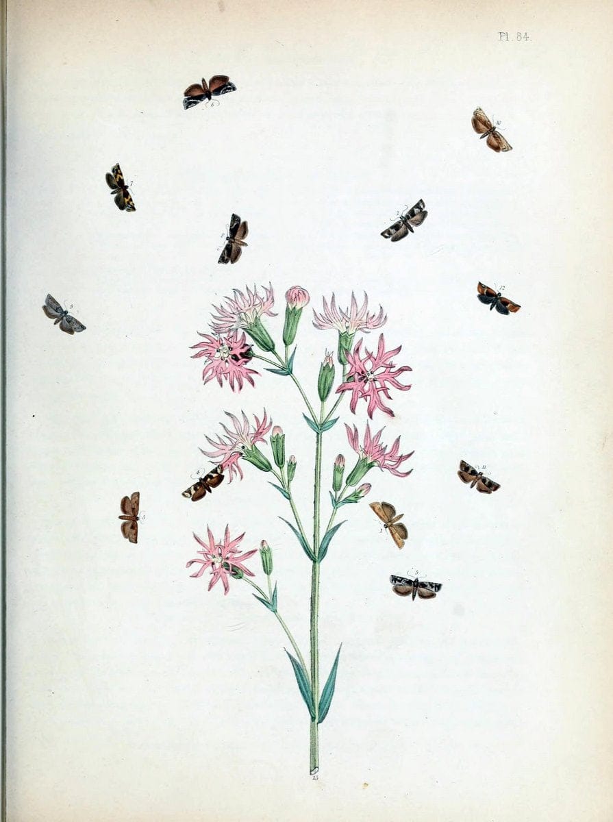 British moths and their transformations. London :W. Smith,1843-45.  | "Great Britain" Moths "University of Illinois Urbana Champaign" | Vintage Print Reproduction 464389