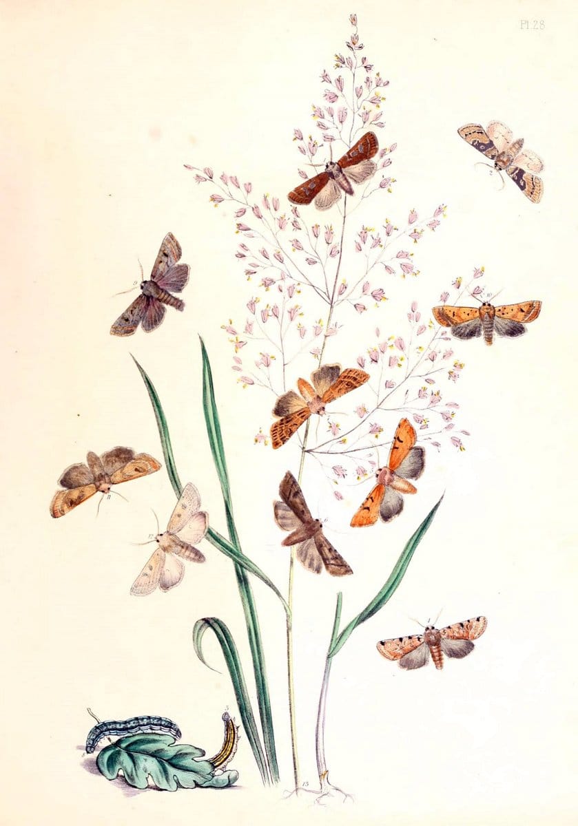 British moths and their transformations. London :W. Smith,1843-45.  | "Great Britain" Moths "University of Illinois Urbana Champaign" | Vintage Print Reproduction 464390