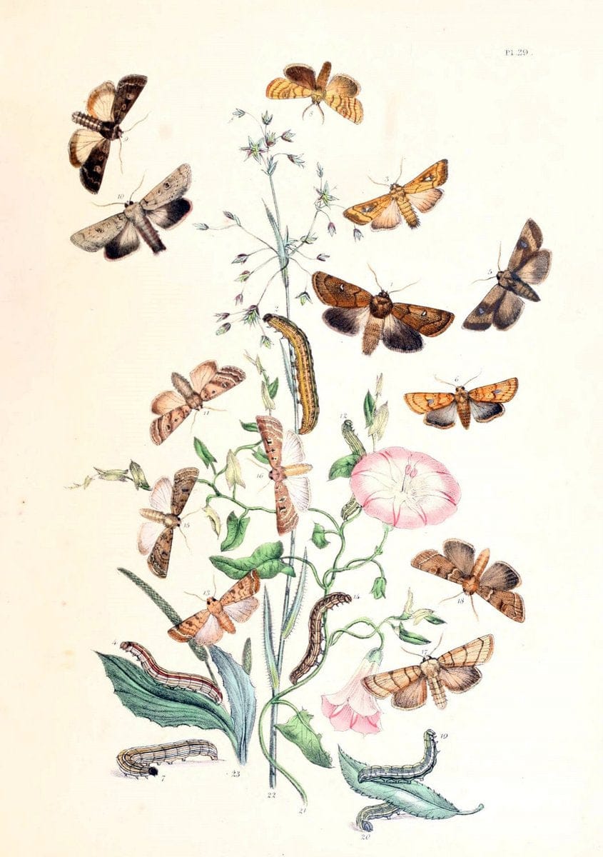 British moths and their transformations. London :W. Smith,1843-45.  | "Great Britain" Moths "University of Illinois Urbana Champaign" | Vintage Print Reproduction 464392