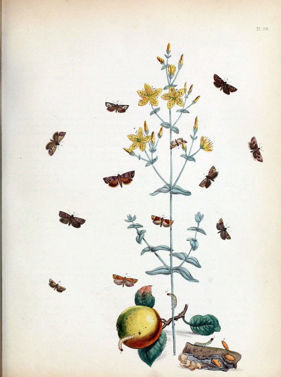 British moths and their transformations. London :W. Smith,1843-45.  | "Great Britain" Moths "University of Illinois Urbana Champaign" | Vintage Print Reproduction 464393