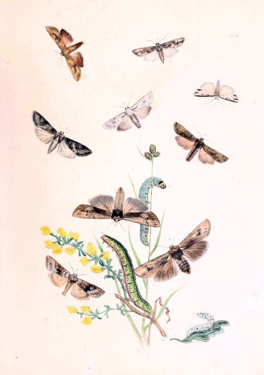 British moths and their transformations. London :W. Smith,1843-45.  | "Great Britain" Moths "University of Illinois Urbana Champaign" | Vintage Print Reproduction 464396