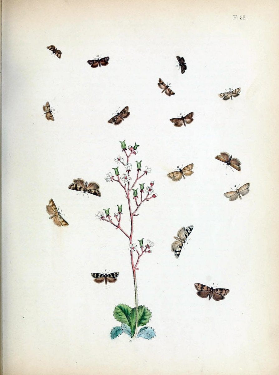 British moths and their transformations. London :W. Smith,1843-45.  | "Great Britain" Moths "University of Illinois Urbana Champaign" | Vintage Print Reproduction 464397