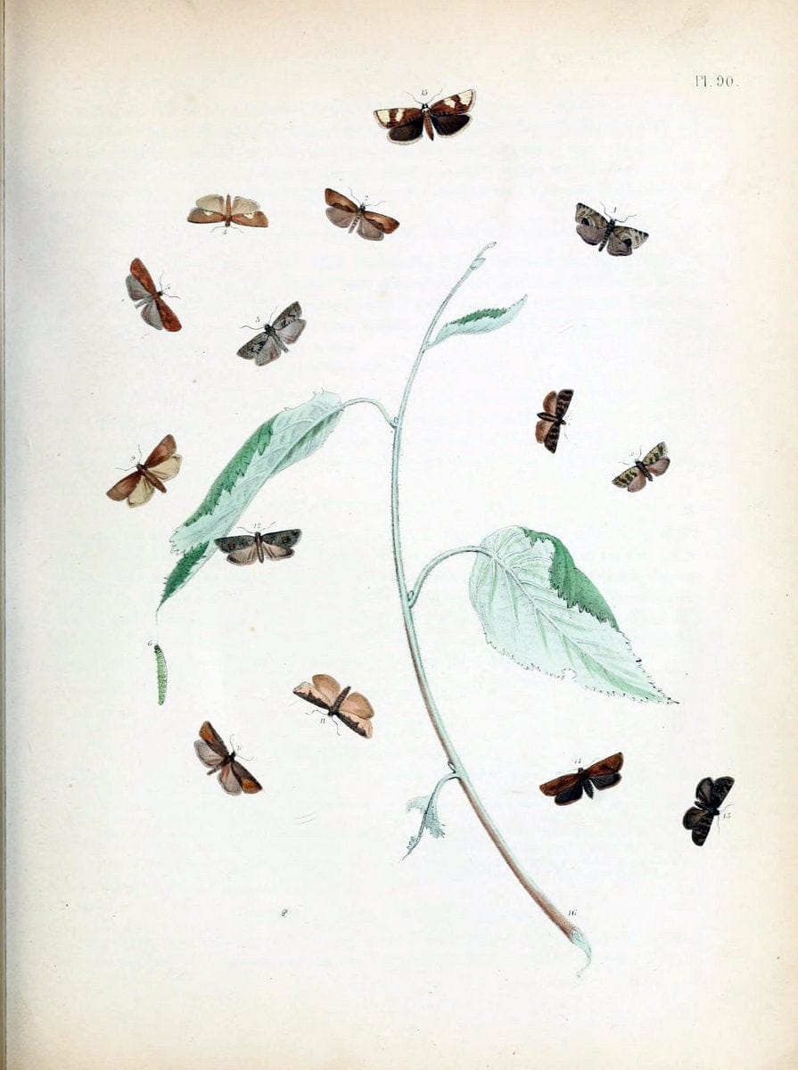 British moths and their transformations. London :W. Smith,1843-45.  | "Great Britain" Moths "University of Illinois Urbana Champaign" | Vintage Print Reproduction 464400