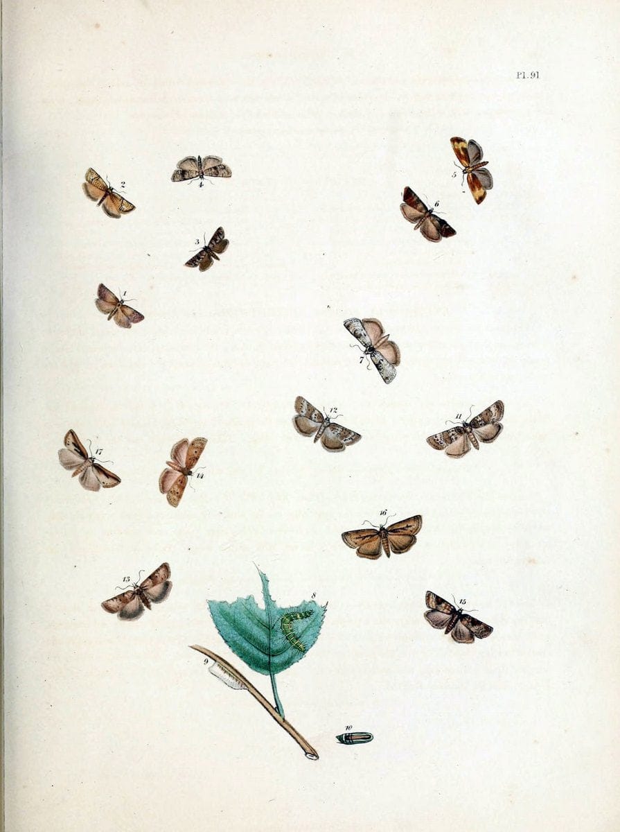 British moths and their transformations. London :W. Smith,1843-45.  | "Great Britain" Moths "University of Illinois Urbana Champaign" | Vintage Print Reproduction 464402