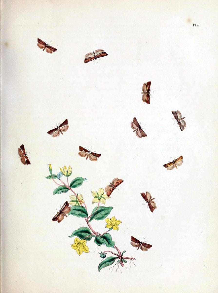 British moths and their transformations. London :W. Smith,1843-45.  | "Great Britain" Moths "University of Illinois Urbana Champaign" | Vintage Print Reproduction 464406