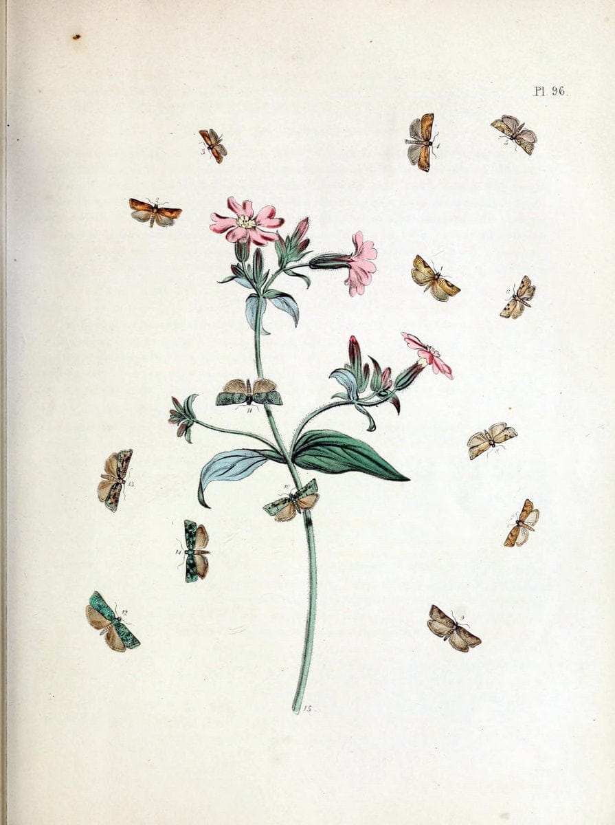 British moths and their transformations. London :W. Smith,1843-45.  | "Great Britain" Moths "University of Illinois Urbana Champaign" | Vintage Print Reproduction 464411