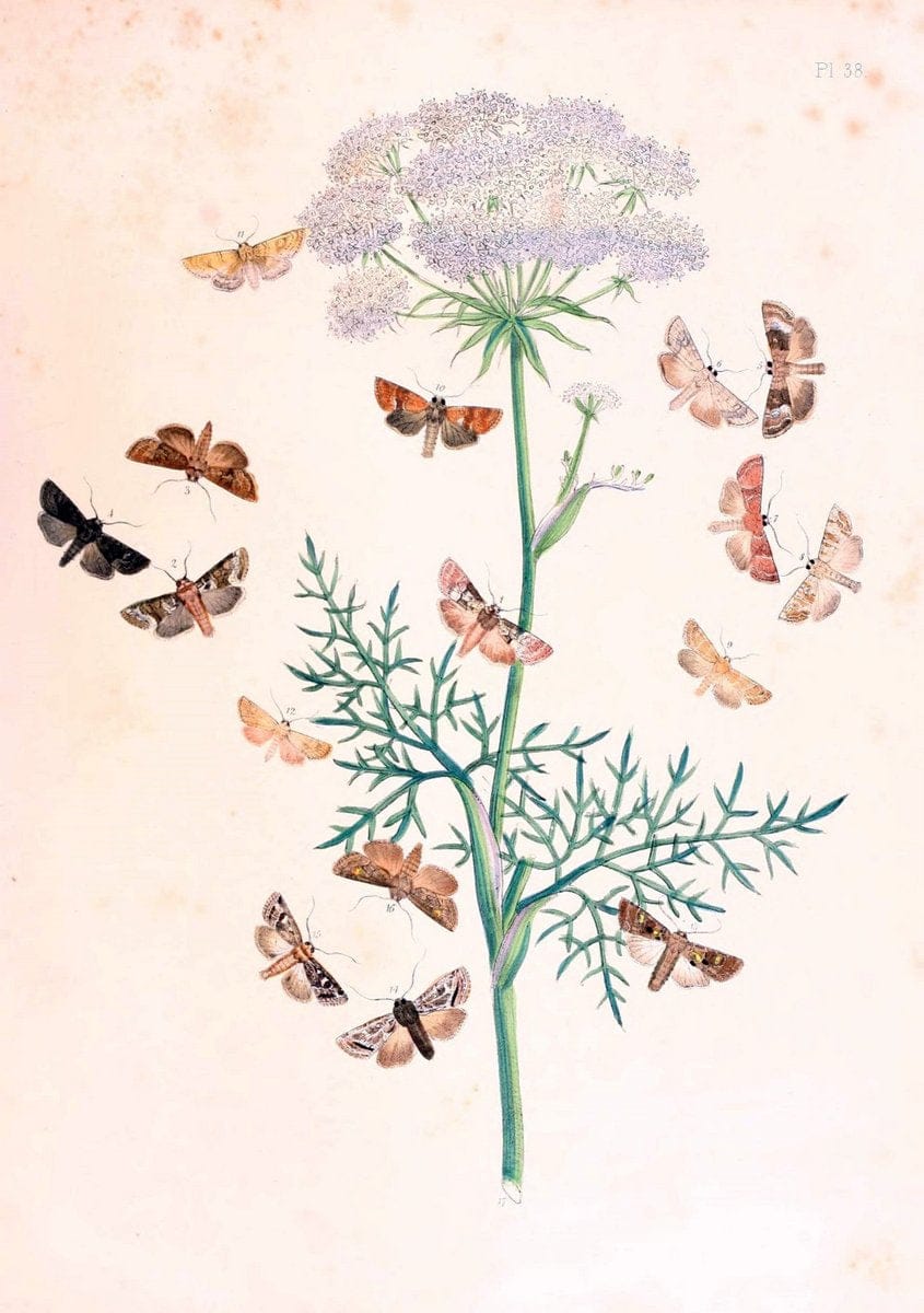 British moths and their transformations. London :W. Smith,1843-45.  | "Great Britain" Moths "University of Illinois Urbana Champaign" | Vintage Print Reproduction 464412