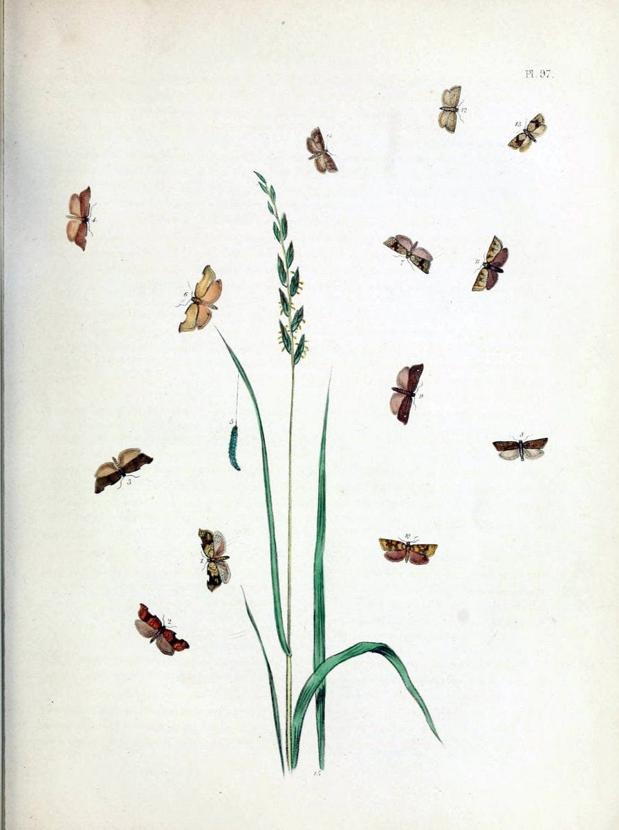 British moths and their transformations. London :W. Smith,1843-45.  | "Great Britain" Moths "University of Illinois Urbana Champaign" | Vintage Print Reproduction 464413