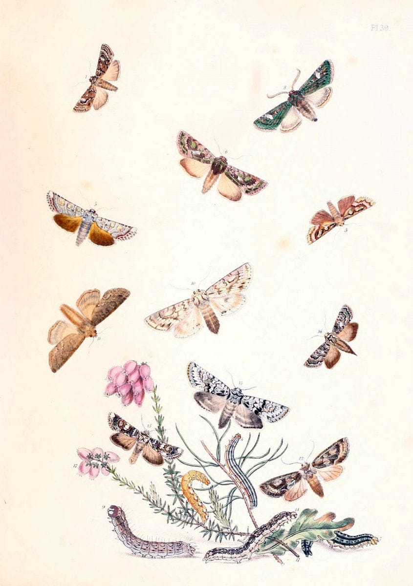 British moths and their transformations. London :W. Smith,1843-45.  | "Great Britain" Moths "University of Illinois Urbana Champaign" | Vintage Print Reproduction 464414