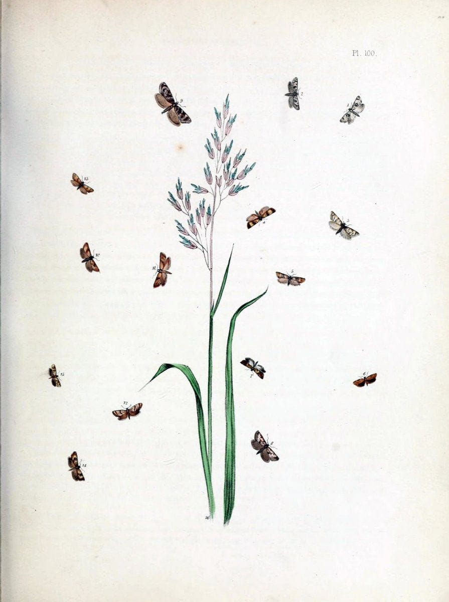 British moths and their transformations. London :W. Smith,1843-45.  | "Great Britain" Moths "University of Illinois Urbana Champaign" | Vintage Print Reproduction 464418