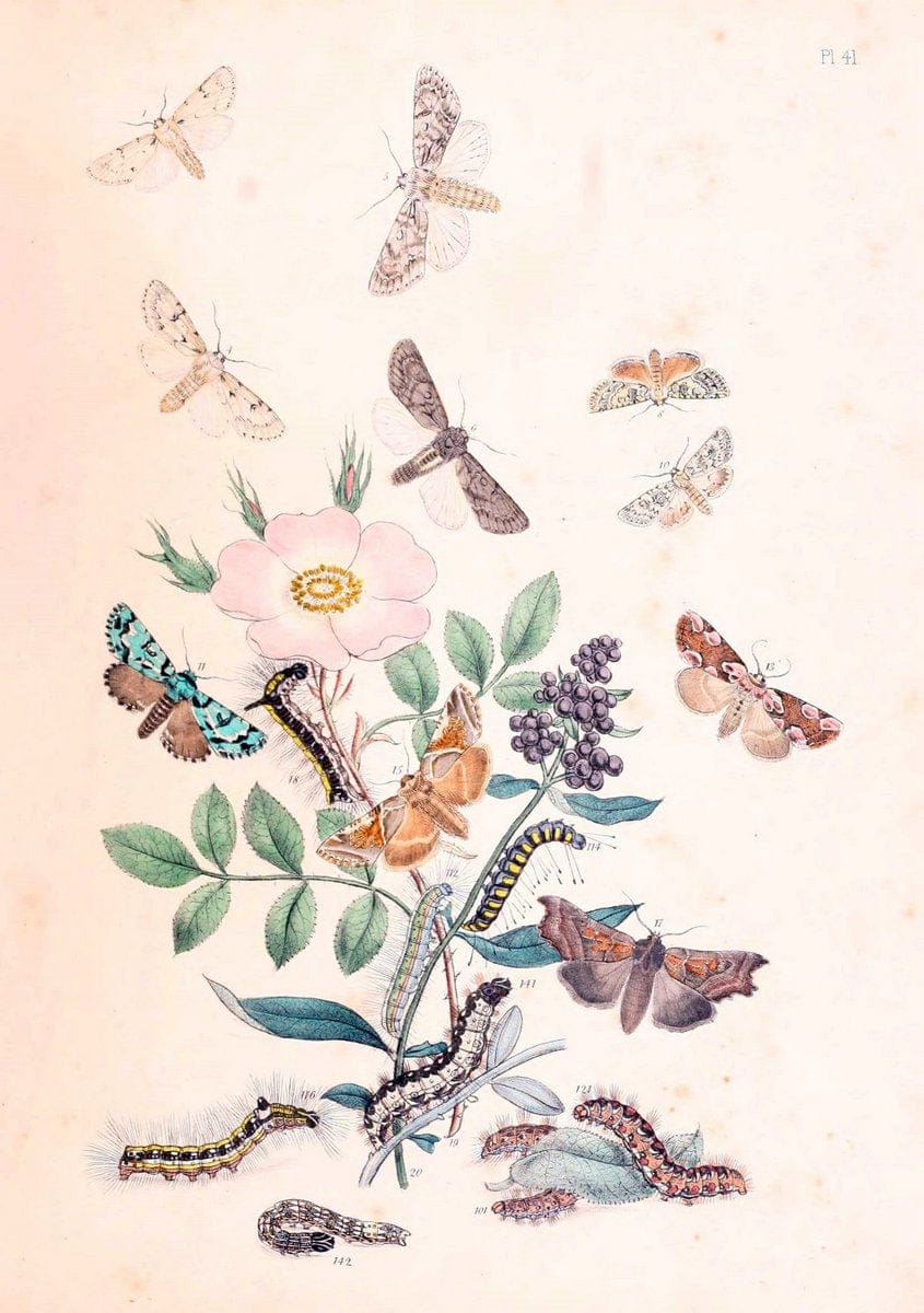 British moths and their transformations. London :W. Smith,1843-45.  | "Great Britain" Moths "University of Illinois Urbana Champaign" | Vintage Print Reproduction 464419