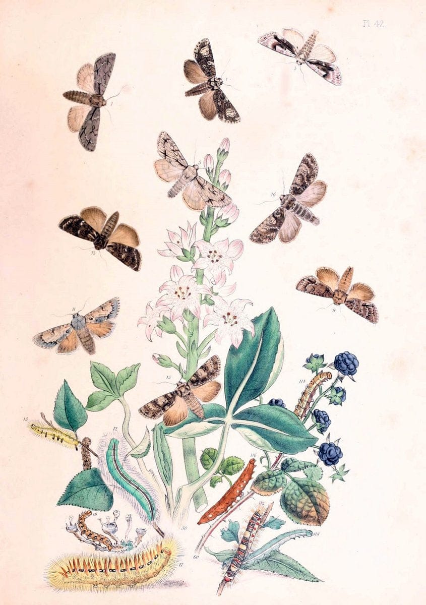 British moths and their transformations. London :W. Smith,1843-45.  | "Great Britain" Moths "University of Illinois Urbana Champaign" | Vintage Print Reproduction 464421
