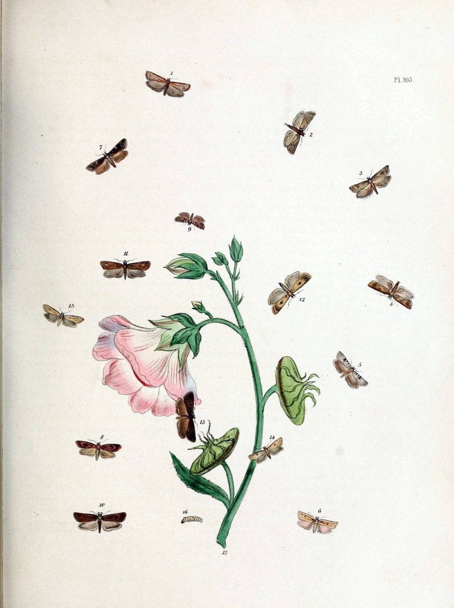 British moths and their transformations. London :W. Smith,1843-45.  | "Great Britain" Moths "University of Illinois Urbana Champaign" | Vintage Print Reproduction 464423