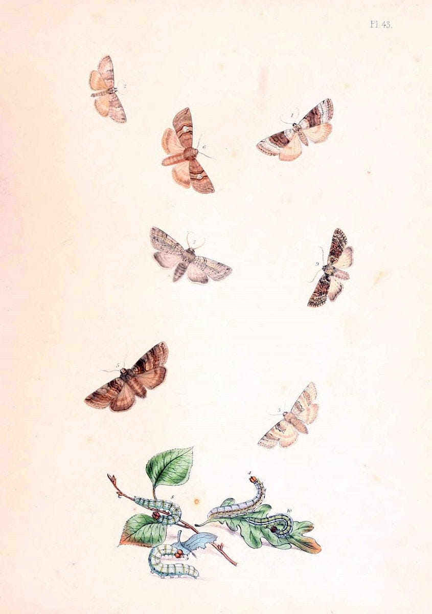 British moths and their transformations. London :W. Smith,1843-45.  | "Great Britain" Moths "University of Illinois Urbana Champaign" | Vintage Print Reproduction 464424