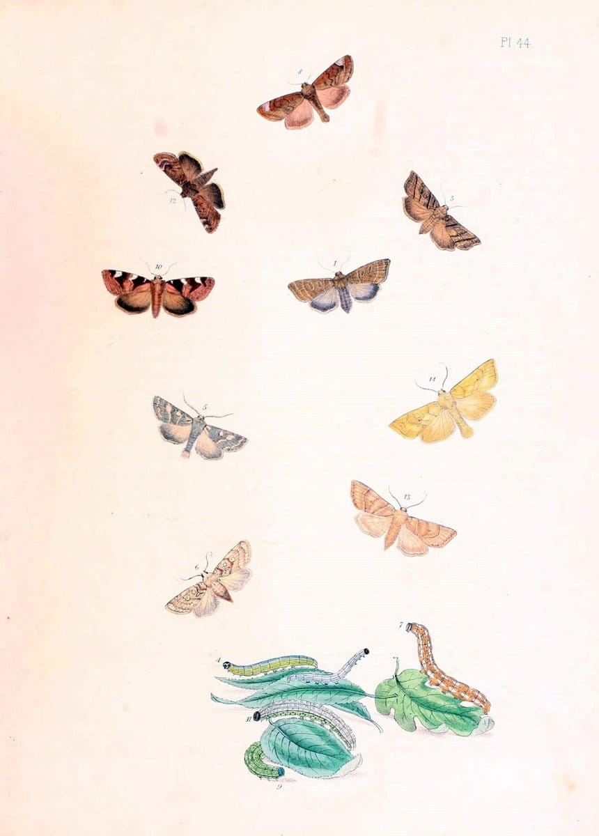 British moths and their transformations. London :W. Smith,1843-45.  | "Great Britain" Moths "University of Illinois Urbana Champaign" | Vintage Print Reproduction 464426