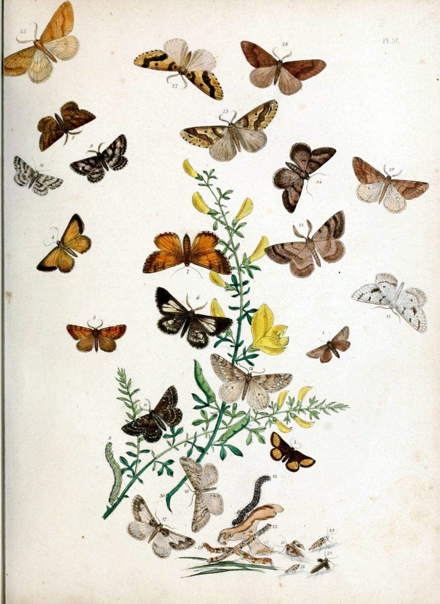 British moths and their transformations. London :W. Smith,1843-45.  | "Great Britain" Moths "University of Illinois Urbana Champaign" | Vintage Print Reproduction 464427