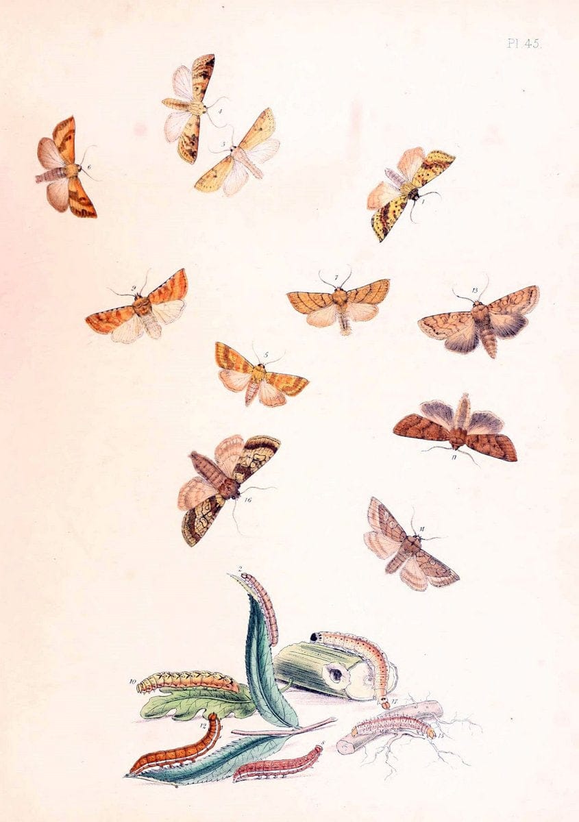 British moths and their transformations. London :W. Smith,1843-45.  | "Great Britain" Moths "University of Illinois Urbana Champaign" | Vintage Print Reproduction 464429