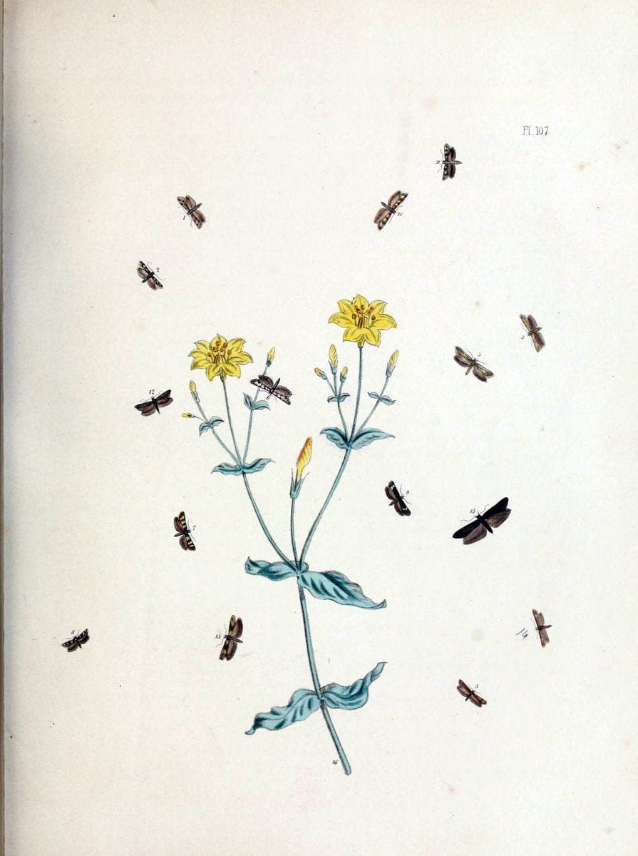 British moths and their transformations. London :W. Smith,1843-45.  | "Great Britain" Moths "University of Illinois Urbana Champaign" | Vintage Print Reproduction 464431
