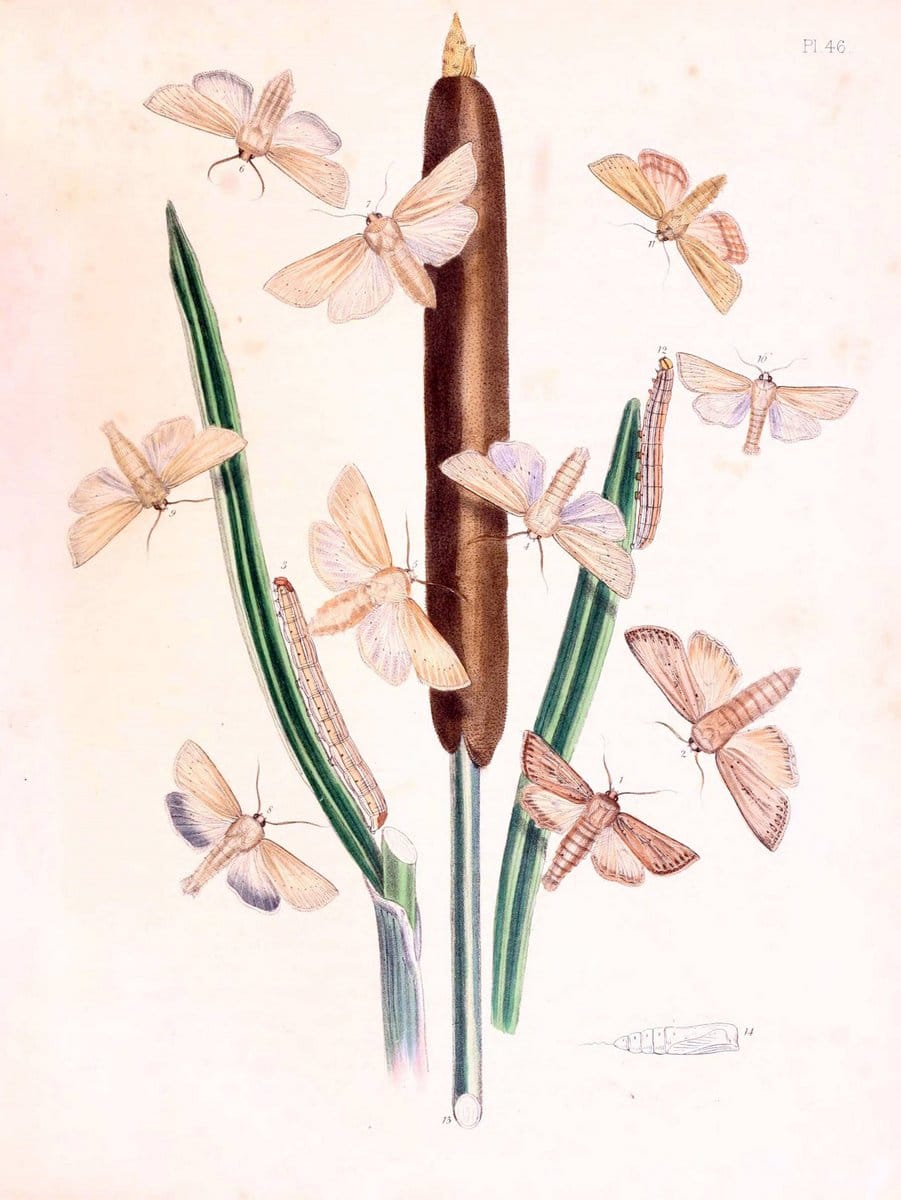 British moths and their transformations. London :W. Smith,1843-45.  | "Great Britain" Moths "University of Illinois Urbana Champaign" | Vintage Print Reproduction 464432