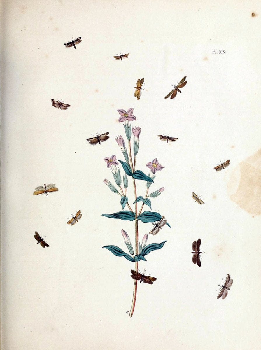 British moths and their transformations. London :W. Smith,1843-45.  | "Great Britain" Moths "University of Illinois Urbana Champaign" | Vintage Print Reproduction 464433