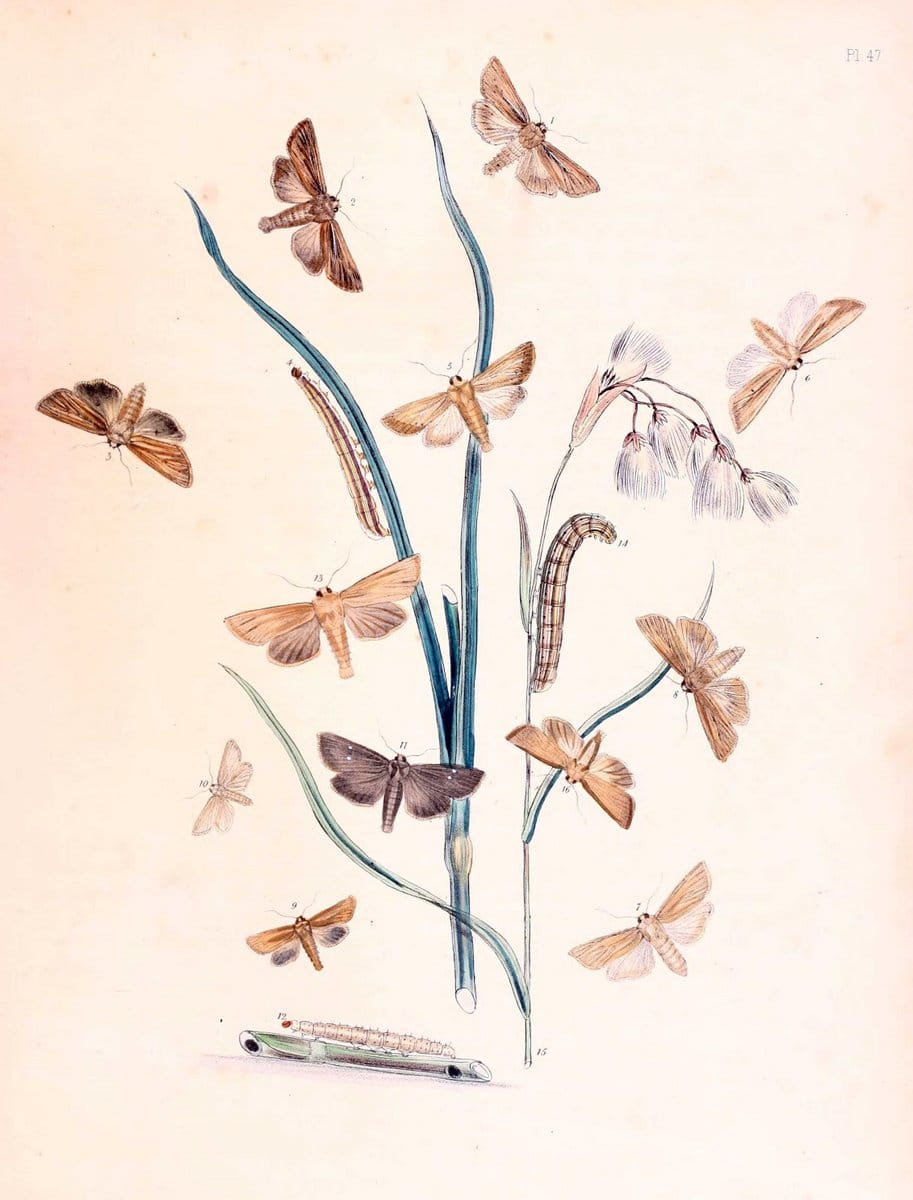 British moths and their transformations. London :W. Smith,1843-45.  | "Great Britain" Moths "University of Illinois Urbana Champaign" | Vintage Print Reproduction 464434