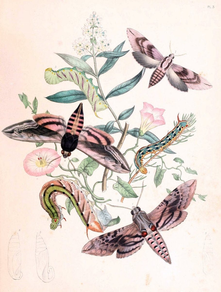 British moths and their transformations. London :W. Smith,1843-45.  | "Great Britain" Moths "University of Illinois Urbana Champaign" | Vintage Print Reproduction 464436