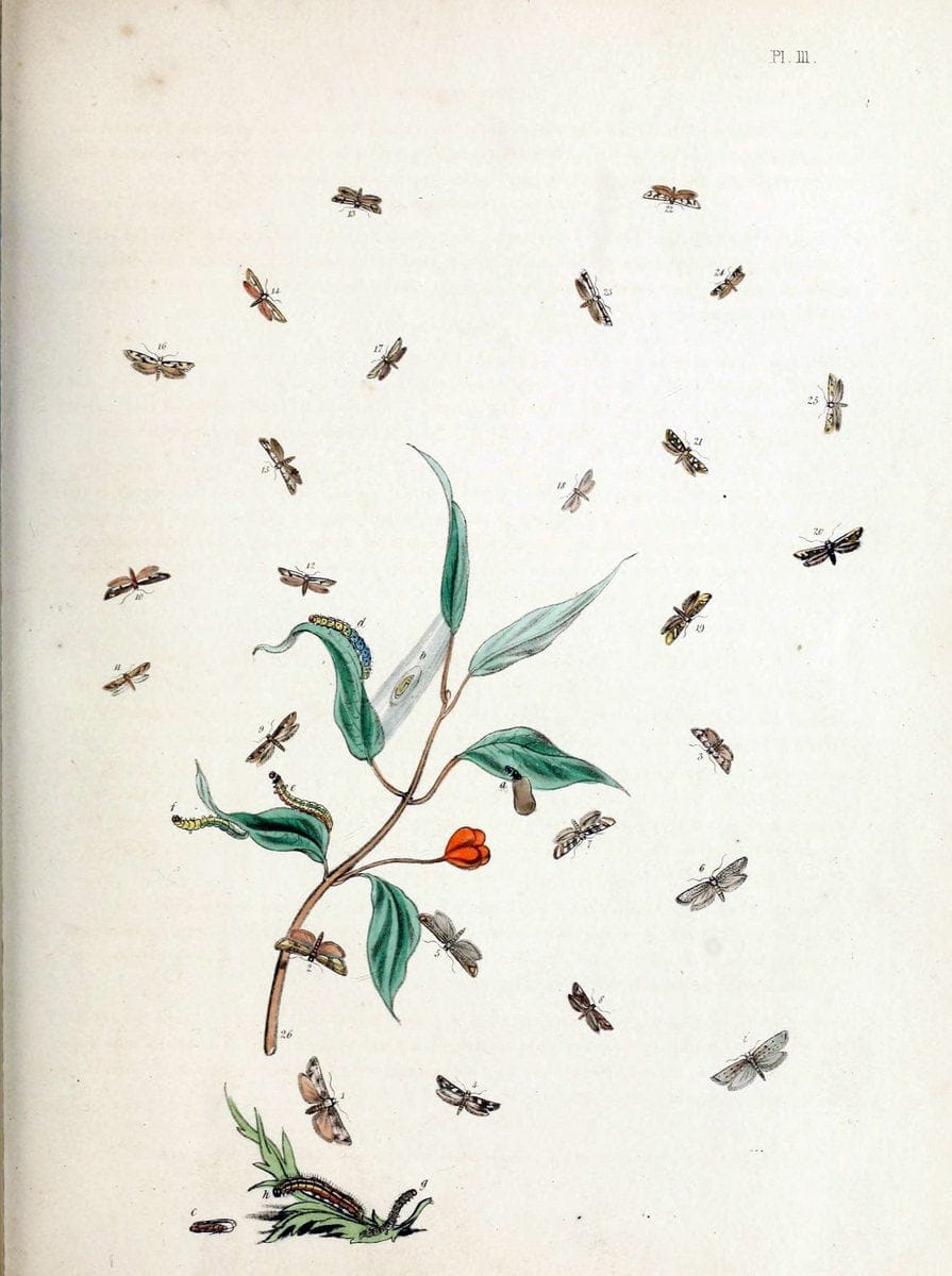 British moths and their transformations. London :W. Smith,1843-45.  | "Great Britain" Moths "University of Illinois Urbana Champaign" | Vintage Print Reproduction 464440