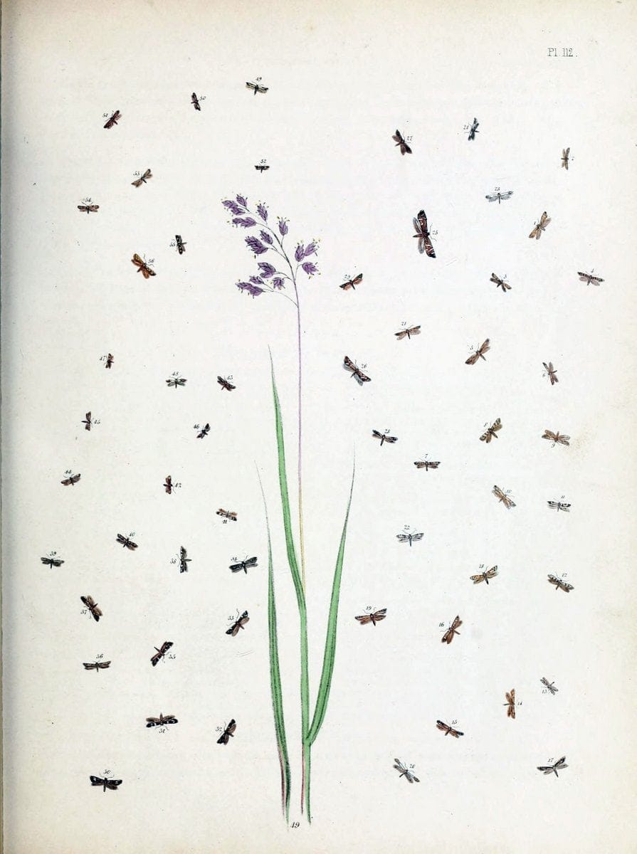 British moths and their transformations. London :W. Smith,1843-45.  | "Great Britain" Moths "University of Illinois Urbana Champaign" | Vintage Print Reproduction 464442