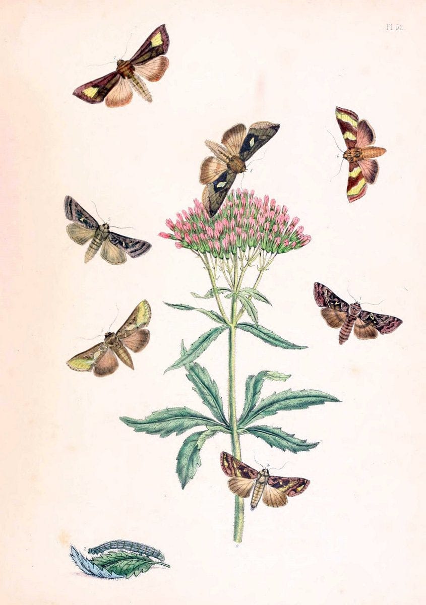 British moths and their transformations. London :W. Smith,1843-45.  | "Great Britain" Moths "University of Illinois Urbana Champaign" | Vintage Print Reproduction 464444